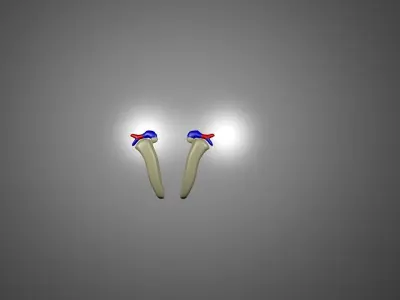 Human Kidneys 3D model