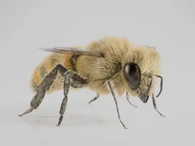 Realistic Honey Bee 3D model