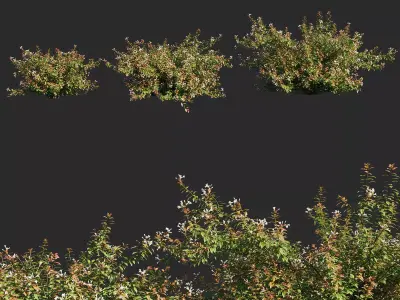 abelia x grandiflora flower op3 3D model