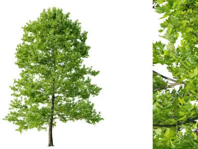 tree Platanus tree platanus 07 Free 3D model