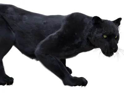 Panther Fur (Rigged) 3D model