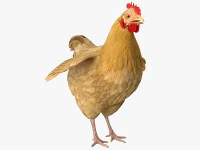 Chickens Collection 3D model
