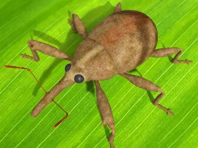 Anthonomus Pomorum 3D model