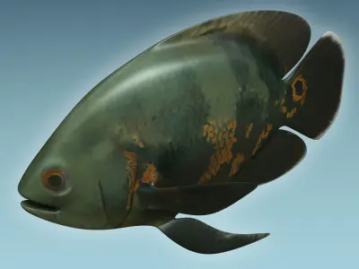 Black Tiger Fish 3D model