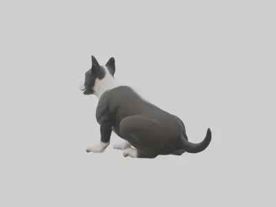 Sitting Staffordshire Bull Terrier model Low-poly 3D model