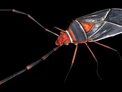 Extra Beetle  Low-poly 3D model