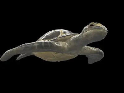 Turtle sea flying Free low-poly 3D model