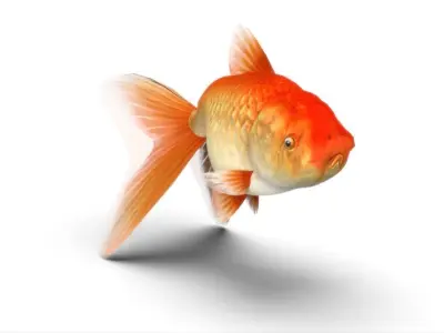 Gold Fish Low-poly 3D model