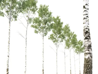 Birch forest part 01 3D model