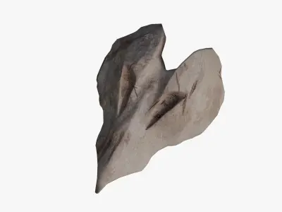 Primordial Bone Shield Low-poly 3D model
