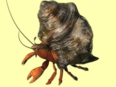 Hermit crabs sand crabs hand crabs sea animals 3D model
