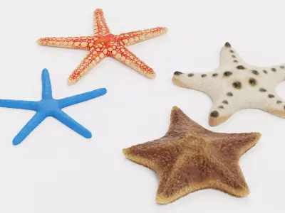 -Starfishes- 3D model
