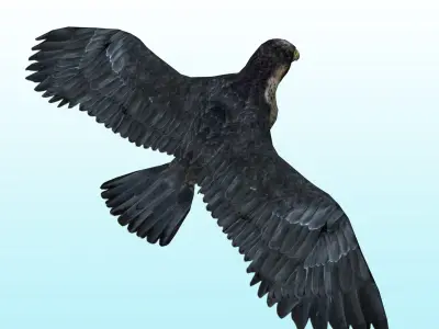 Falcon Bird Low-poly 3D model