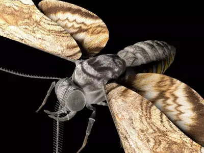 Moth insect Low-poly 3D model