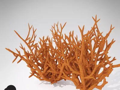 XfrogPlants Birds Nest Coral 3D model