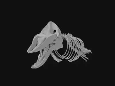 Sperm whale skeleton 3D model