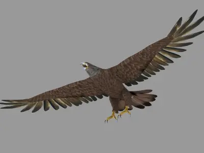 golden bald eagle hawk bird animal royal fly feather wing  3D model