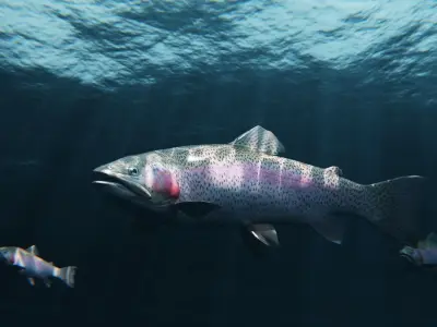 Trout RainBow - Freshwater Free low-poly 3D model