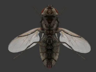 fly  housefly Low-poly 3D model