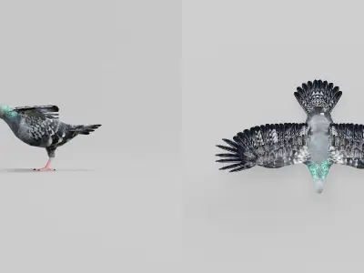 Pigeon Bird Breed 3D model