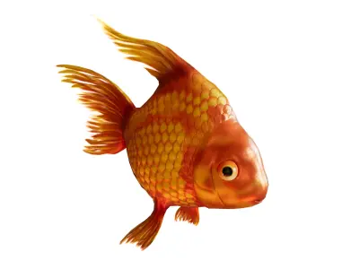 Golden Fish Rigged Low-poly 3D model