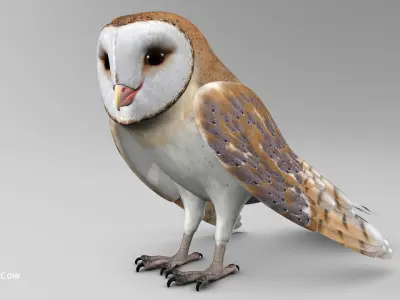 Barn Owl - Folded Wings 3D model