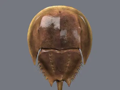 Horseshoe Crab 3D model