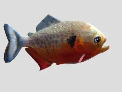 Piranha Realistic Animated Low-poly 3D model