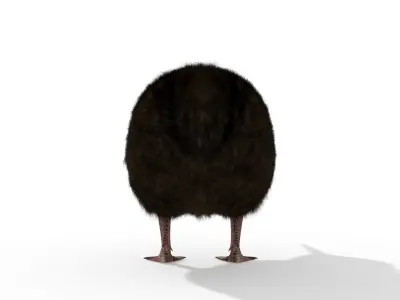 Kiwi Bird New Zealand Animal 3D model