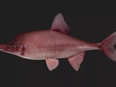 Carp fish Low-poly 3D model