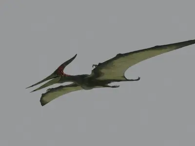 Pterodon animations Low-poly 3D model