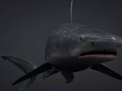 Tiger Shark Rigged C4D Low-poly 3D model