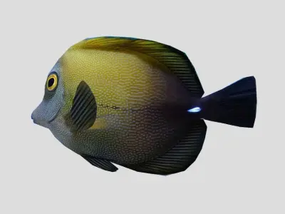 Brown tang Realistic Animated Low-poly 3D model
