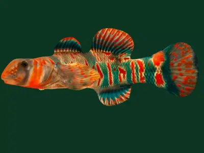 Candy Darter Fish Low-poly 3D model