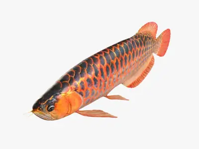 Arowana fish Low-poly 3D model