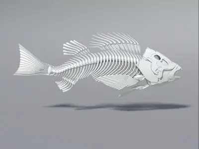 Perch fish skeleton Low-poly 3D model