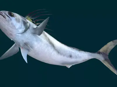 Roosterfish Animated 3D model