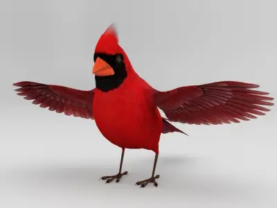 3D Bird Pack Northern Cardinal Male and Female Low-poly 3D model
