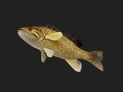 Smallmouthbass Low-poly 3D model
