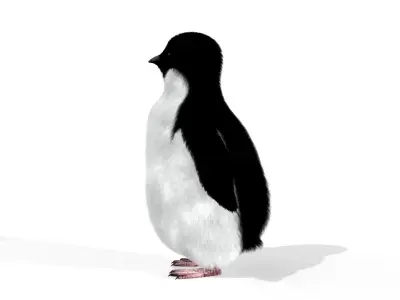 Penguin chick Black and white Fairy bird animal 3D model