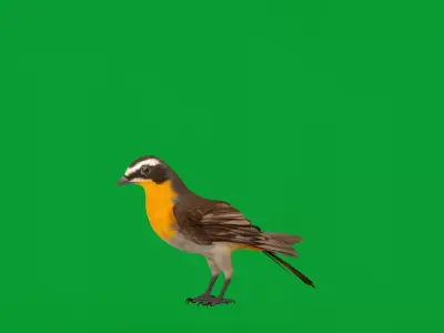 Cape Robin Chat Bird Low-poly 3D model