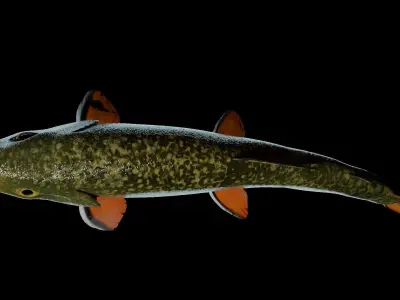 Animated Brook Trout Low-poly 3D model