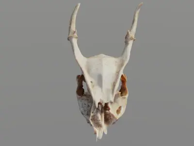 Muntjac Deer Skull 3D model