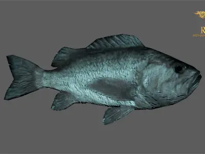 Animated Black Rock Fish - Loop Animation with 1160 Frames Low-poly 3D model