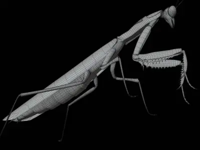 Belalang sembah 3D model