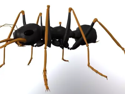 Ant Jack Jumper  3D model
