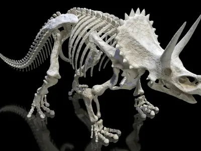 Triceratops Skeleton 3D model