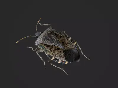 Brown marmorated stink bug Halyomorpha halys Low-poly 3D model