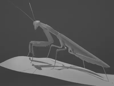 Belalang sembah 3D model