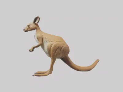 Kangaroo hopping model Low-poly 3D model